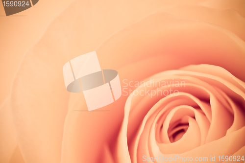 Image of orange rose macro