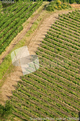 Image of Typical Tuscan landscape