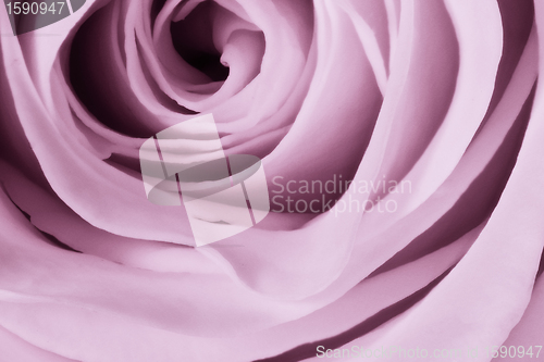 Image of violet rose close up