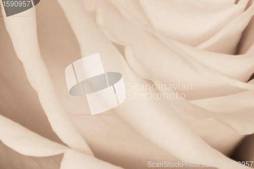Image of white rose close up