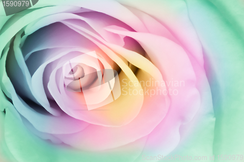 Image of multicolor rose