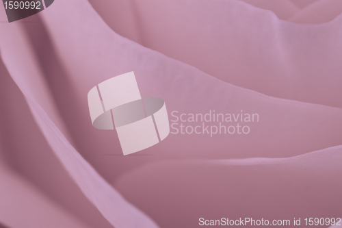 Image of pink rose macro