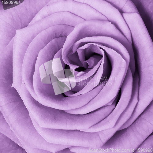 Image of violet rose