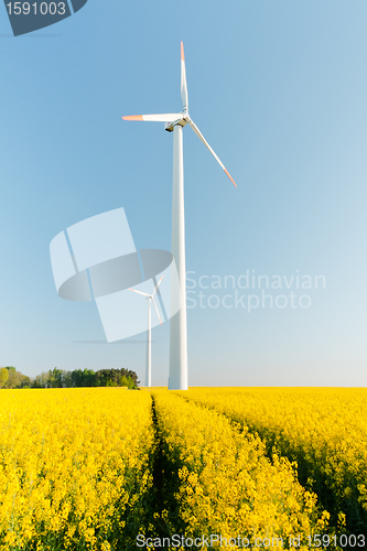 Image of windmill  farm in the rape field