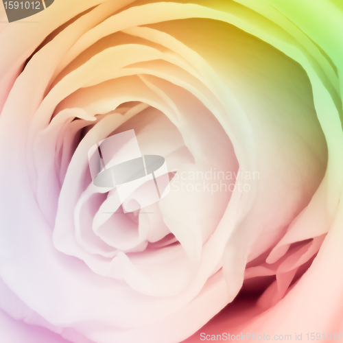 Image of multicolor rose