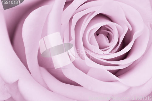 Image of violet rose close up