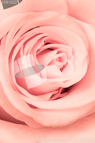 Image of pink rose close up