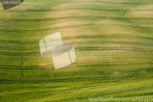 Image of Typical Tuscan landscape