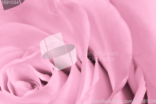 Image of pink rose close up