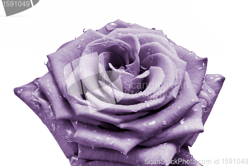 Image of violet rose