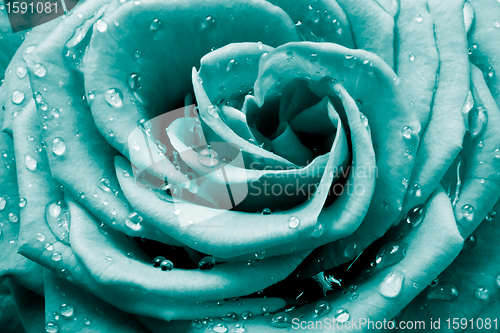 Image of rose petals