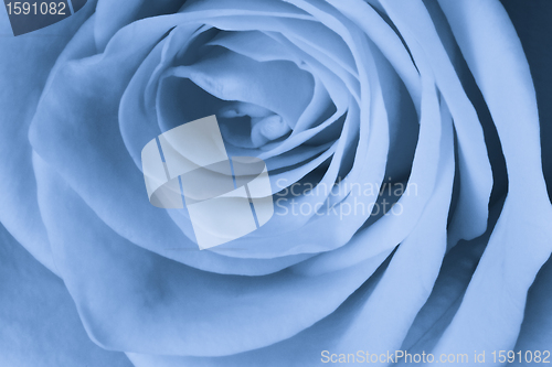 Image of blue rose close up