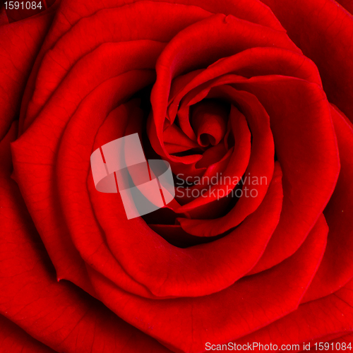 Image of red rose