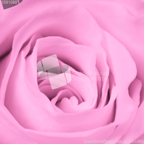Image of pink rose close up