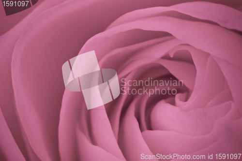 Image of pink rose macro