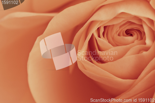 Image of orange rose macro