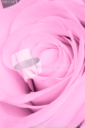 Image of pink rose close up