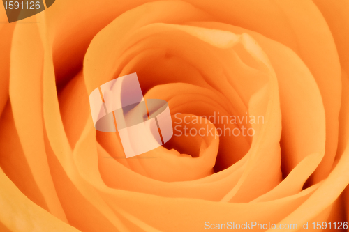 Image of orange rose close up