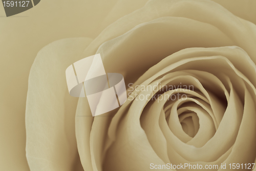 Image of white rose macro