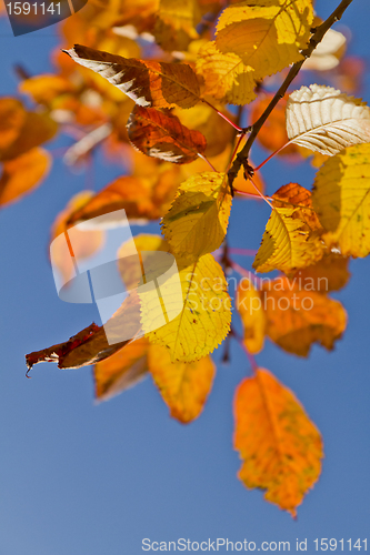 Image of autumn foliage