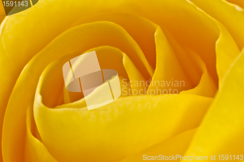 Image of yellow rose macro