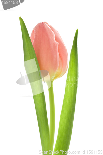 Image of orange tulips