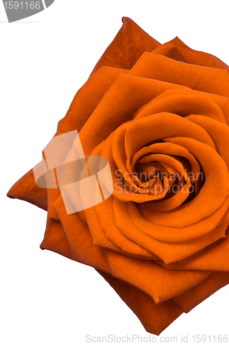 Image of orange rose