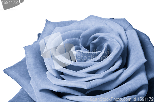 Image of blue rose