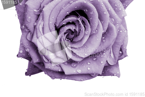 Image of violet rose