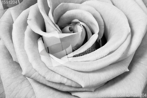 Image of white rose