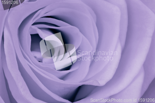 Image of violet rose close up