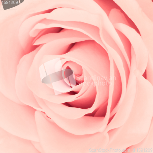 Image of pink rose close up
