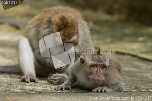 Image of Monkey (Macaca fascicularis)