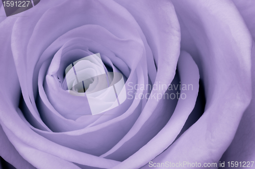 Image of violet rose close up