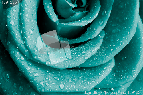 Image of rose petals