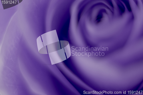 Image of violet rose macro