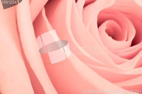 Image of pink rose close up