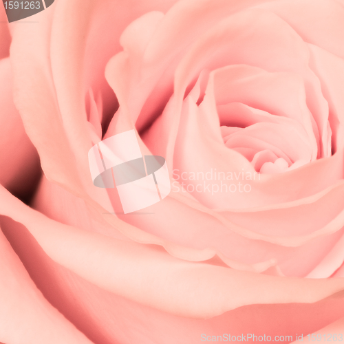 Image of pink rose close up