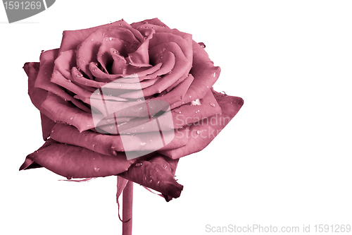 Image of pink rose