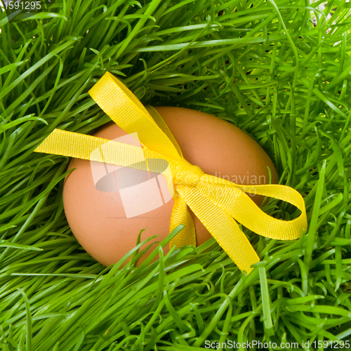 Image of easter egg and grass
