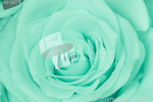 Image of green rose close up
