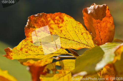 Image of autumn foliage