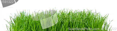 Image of green grass