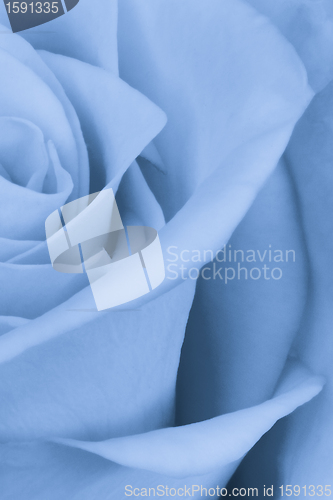 Image of blue rose close up
