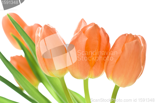 Image of orange tulips