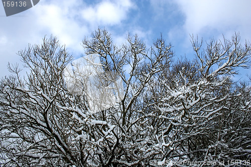 Image of Snow-covered