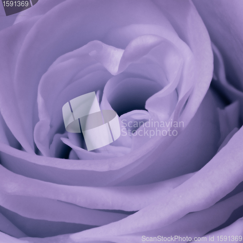 Image of violet rose close up