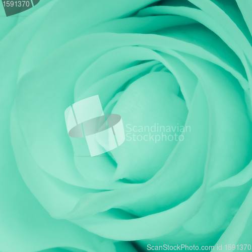 Image of green rose close up