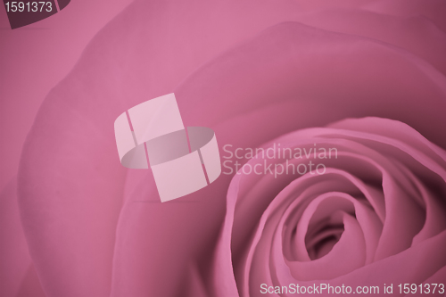 Image of pink rose macro