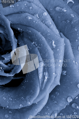 Image of blue rose